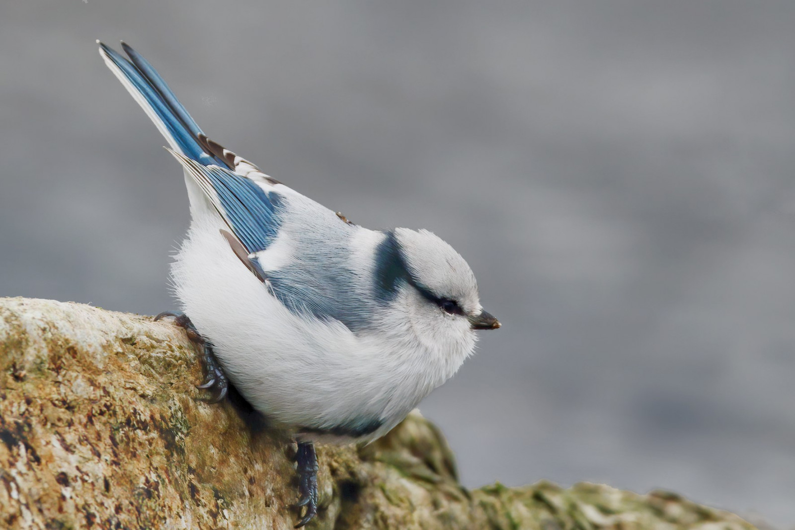 image Azure Tit
